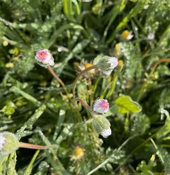 Close-up, grass, daisies, dew, drops, freshness, meadow, botany Foto stock