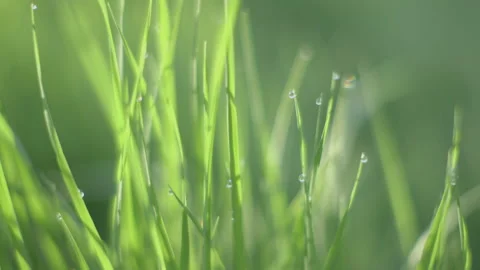 Close up of grass with dew in a breeze Video stock 140746748