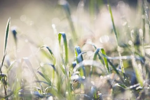 Close-up of grass with dew at dawn. Stock Photos