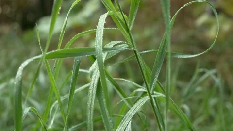 Close-up of grass with dew drops Stock Footage 155866355