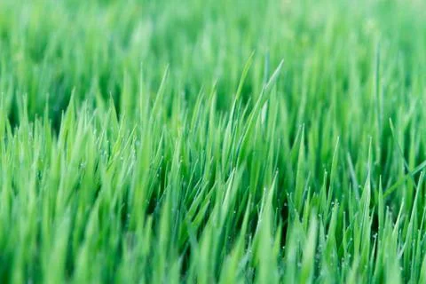 Close-up grass with dew. Stock Photos