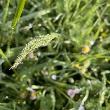 Close-up, grass, dew, rain, drop, water, summer, meadow, botany Stock Photos