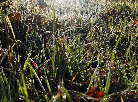 Close-up, grass, dew, sun, drops, meadow, autumn Stock Photos