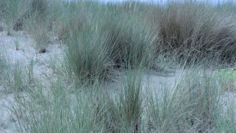 Close-up of a Grass on a Dune Video stock 92785761