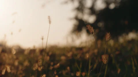 Close Up of Grass During Sunset on a Farm Stock Footage 321030813
