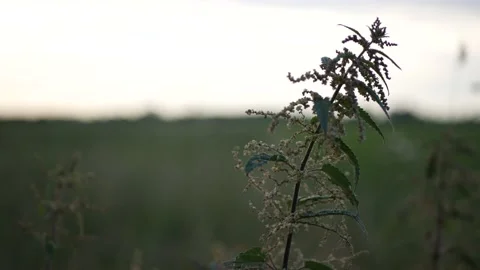 Close up grass of field with blurred background. Stock Footage 139333188
