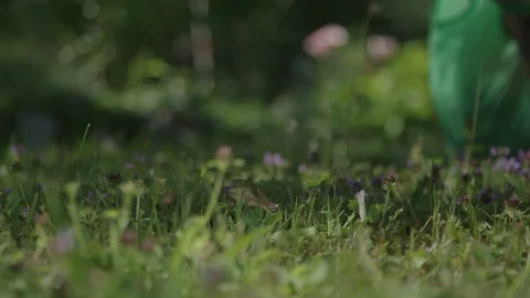 Close up of grass field with butterfly Stockbeeldmateriaal 89326641
