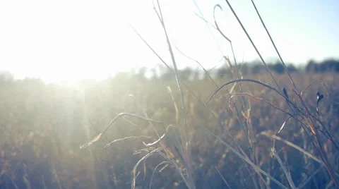 Close Up of Grass in a Field, Color Corrected Video stock 26186238