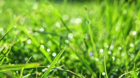 Close-up grass field with dew drops under sunlight Stock Footage 319051678