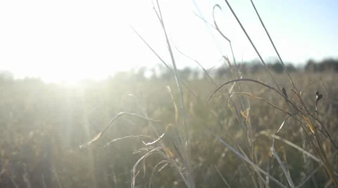 Close Up of Grass in a Field 스톡 동영상 26186229