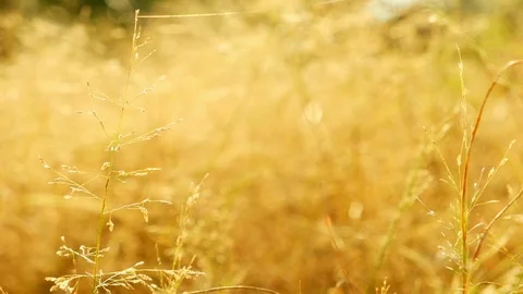 Close up grass field with little wind in warm sun light at sunset in evening Stock Footage 101143324