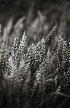 Close-up of Grass in a Field Stock Photos