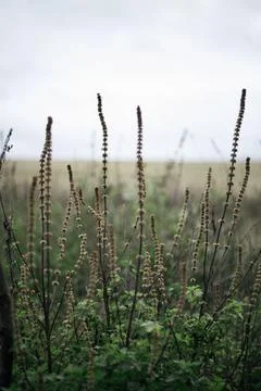 Close up of grass in the field. Shallow depth of fiel Stock Photos