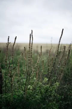 Close up of grass in the field. Shallow depth of fiel Stock Photos