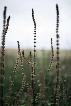 Close up of grass in the field. Shallow depth of fiel Stock Photos
