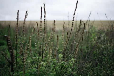 Close up of grass in the field. Shallow depth of fiel Stock Photos