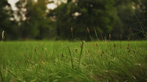 Close-Up Grass Field with Trees in Background, Spreewald Germany Video stock 320738731