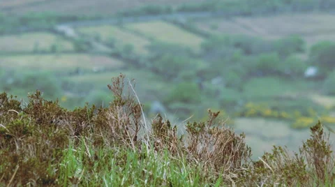 Close up of grass, flields in the background. Video stock 68421011