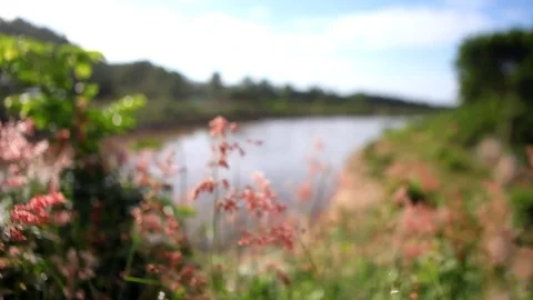 Close up grass flower and wind Stock Footage 76762033