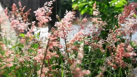 Close up grass flower and wind Stock Footage 76762057