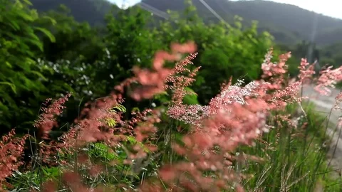 Close up grass flower and wind Stock Footage 76762072