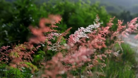 Close up grass flower and wind Stock Footage 76762093