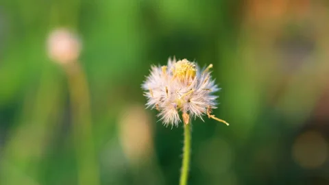 Close up Grass flower background for graphics, Stock Footage 138976391