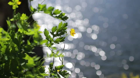 Close up grass flower with bokeh of flowing water at summer Stock Footage 143736658