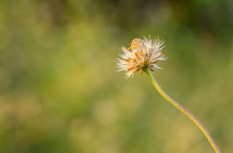 Close up grass flower over Stock Photos