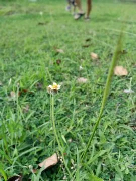Close-up of Grass Flower Stock Photos