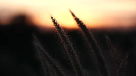 Close up grass flower in sunset or sunrise background. Stock Footage 145357764