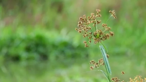 Close up of grass flower swaying in the wind Stock Footage 320980415