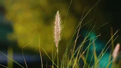 Close up the grass flower swaying in the yard with sunlight Видео 289984005