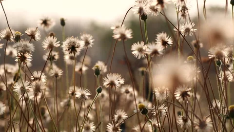 Close up grass flower waving against wind in beautiful sunset Stock Footage 149759145