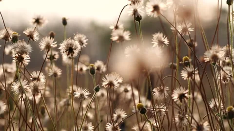 Close up grass flower waving against wind in beautiful sunset Stock Footage 149759660