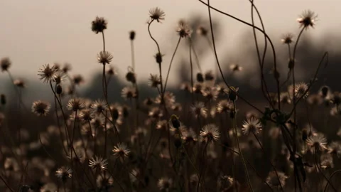 Close up grass flower waving against wind in beautiful sunset Stock Footage 149760172