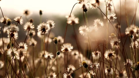 Close up grass flower waving against wind in beautiful sunset Stock Footage 149760372