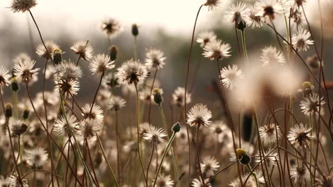 Close up grass flower waving against wind in beautiful sunset Stock Footage 149760904
