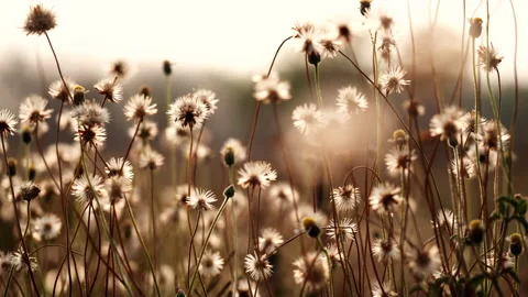 Close up grass flower waving against wind in beautiful sunset Stock Footage 149761015