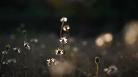 Close up grass flower waving against wind in beautiful sunset or sunrise, slow m Stock Footage 181500613