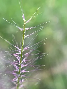 Close-up of grass flowers Фото