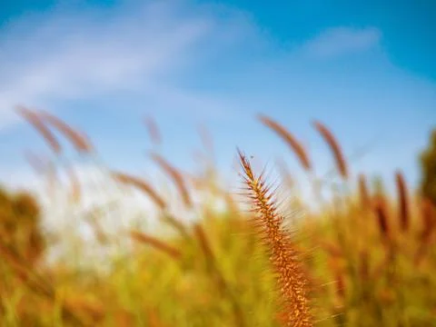 Close up of grass flowers On a sky background.soft focus images. selective fo Stock Photos