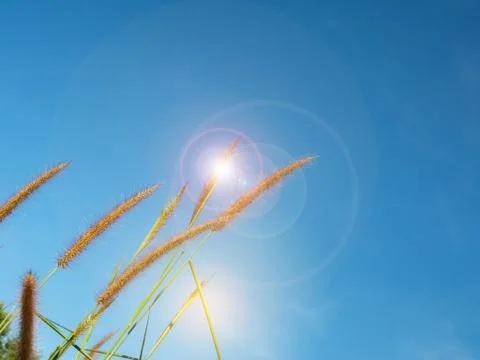 Close up of grass flowers On a sky background.soft focus images. Stock Photos
