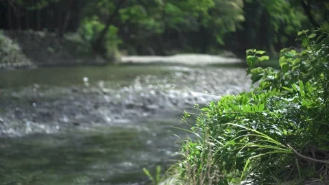 Close Up of Grass in Focus with Blurred River Background at the Atago River Stock Footage 334989039