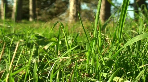 Close up grass 스톡 동영상 89168
