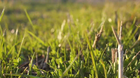 Close Up of Grass Stock-Footage 25847116