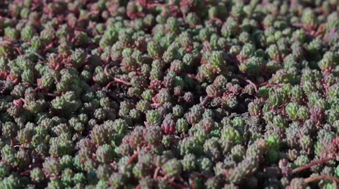 Close-up grass Stock Footage 36501404