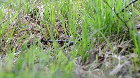 Close up of grass Stock Footage 40031021