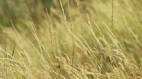 Close-up of grass Stock Footage 55333149