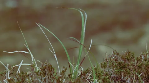 Close up of Grass Video stock 68421438
